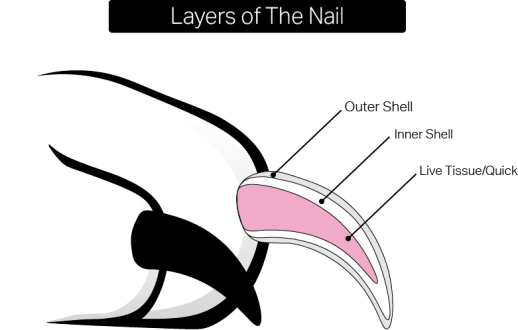 Dog Nail Anatomy