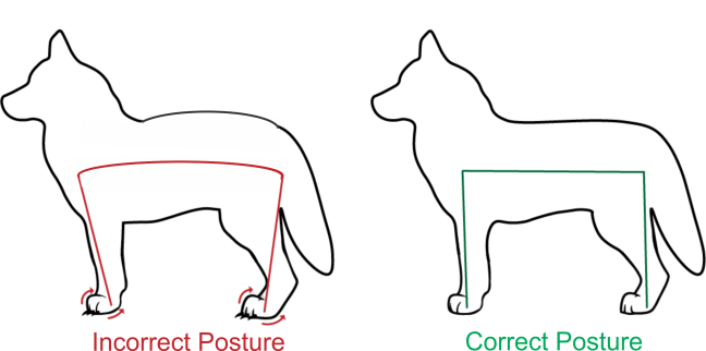Dog Nail Trimming Arch Back