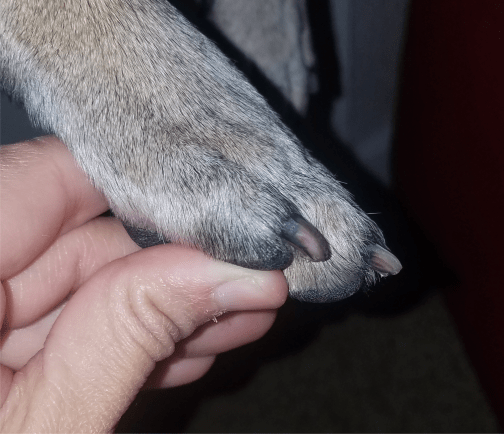 Dog Nail Trimming Outershell and Inner Shell picture